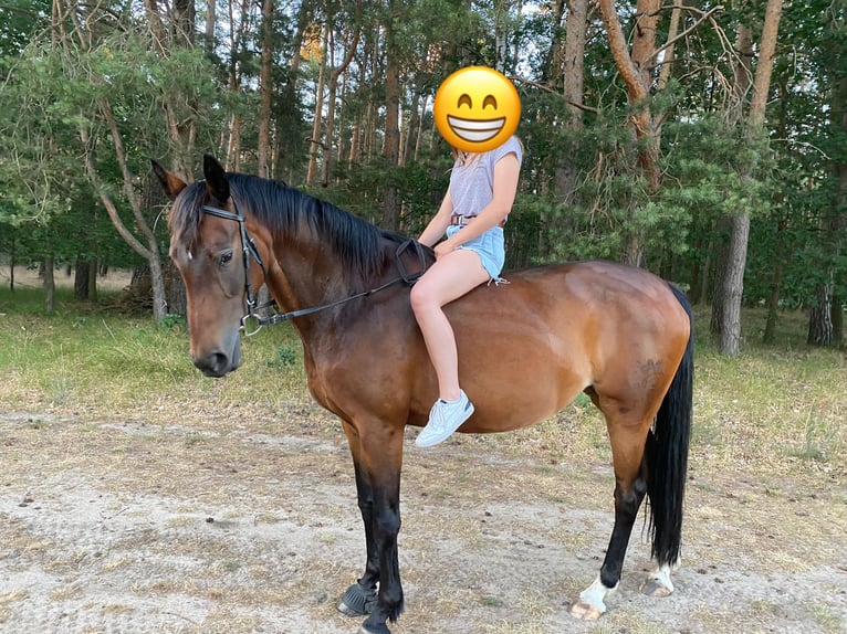 Brandeburghese Giumenta 14 Anni 164 cm Baio in Treuenbrietzen