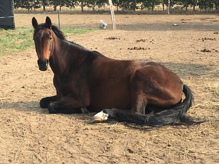 Brandeburghese Giumenta 14 Anni 164 cm Baio in Treuenbrietzen