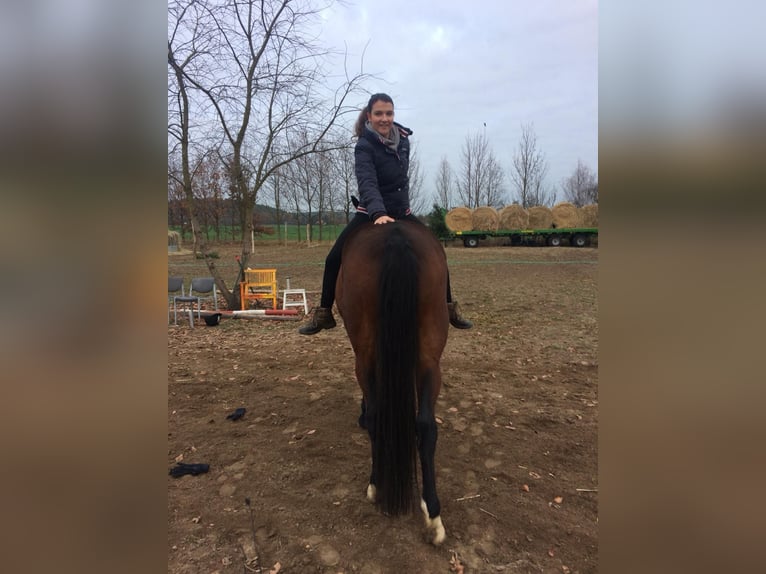 Brandeburghese Giumenta 14 Anni 164 cm Baio in Treuenbrietzen