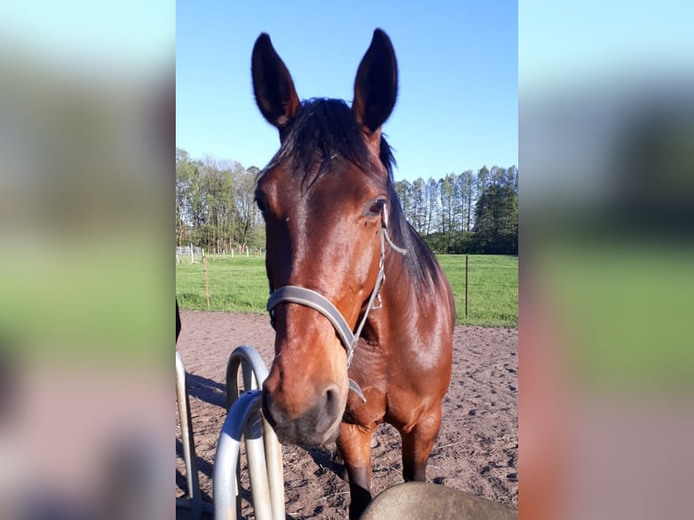 Brandeburghese Giumenta 15 Anni 169 cm Baio in Nuthe-Urstromtal