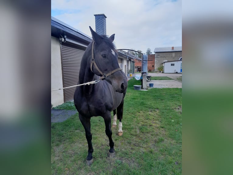 Brandeburghese Giumenta 18 Anni 165 cm Baio scuro in Karstädt