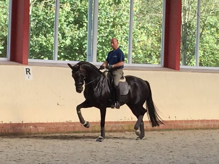 Brandeburghese Giumenta 18 Anni 169 cm Baio scuro in Rotenburg (Wümme)