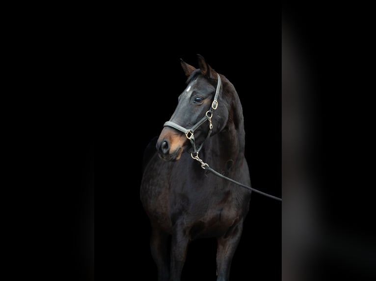 Brandeburghese Giumenta 18 Anni 169 cm Baio scuro in Rotenburg (Wümme)