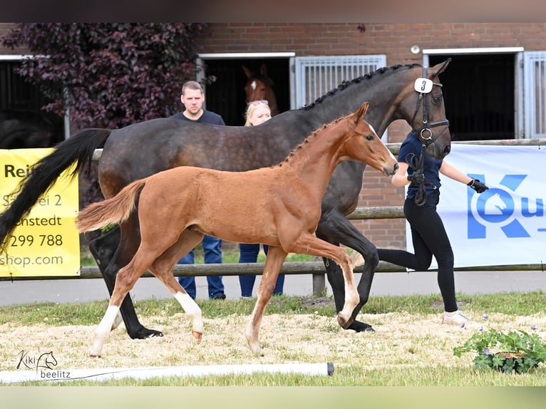 Brandeburghese Giumenta 18 Anni 169 cm Baio scuro in Rotenburg (Wümme)