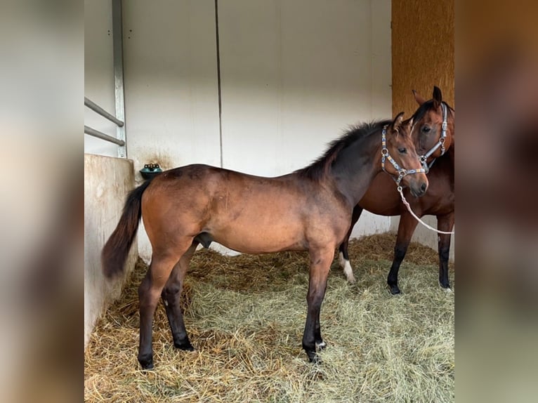 Brandeburghese Giumenta 18 Anni 175 cm Baio in Reutlingen