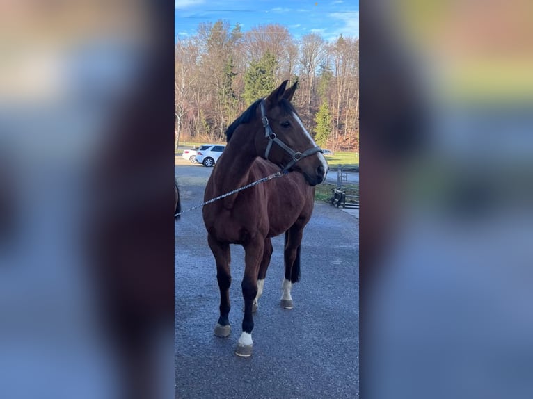 Brandeburghese Giumenta 20 Anni 175 cm Baio in Reutlingen