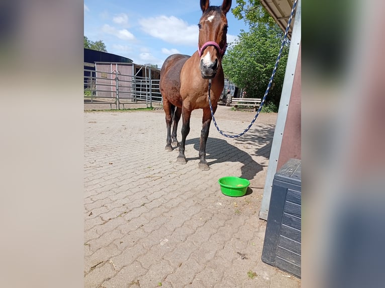 Brandeburghese Giumenta 27 Anni 160 cm Baio in Raisdorf