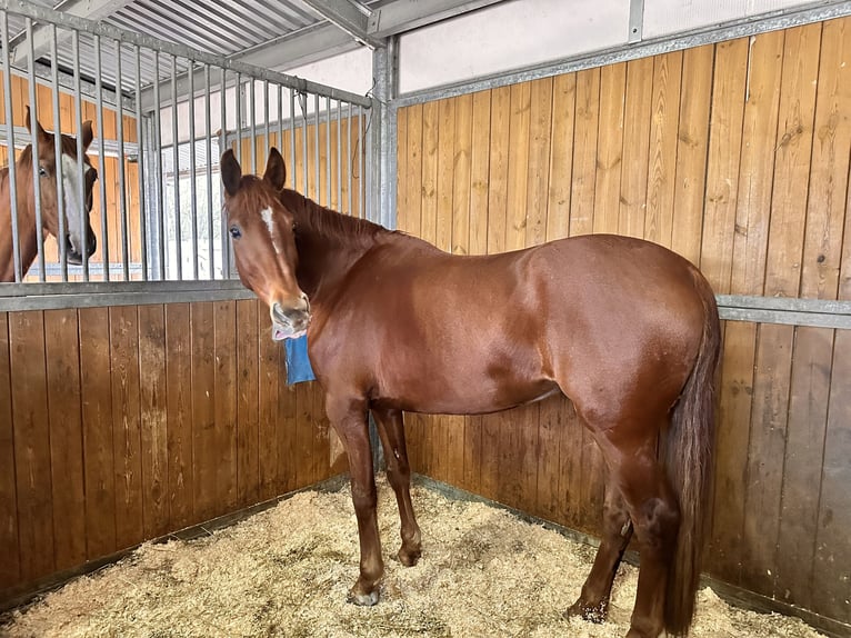 Brandeburghese Giumenta 6 Anni 155 cm Sauro in Leipzig