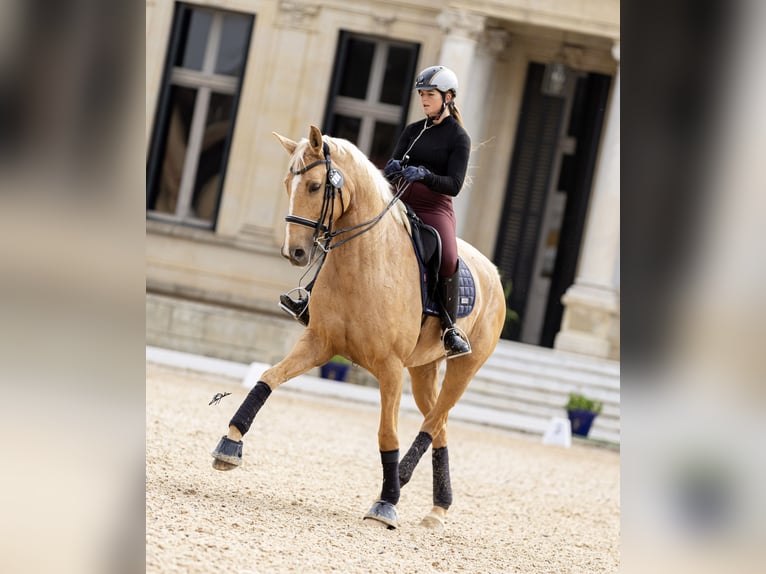Brandeburghese Giumenta 9 Anni 175 cm Palomino in Turis
