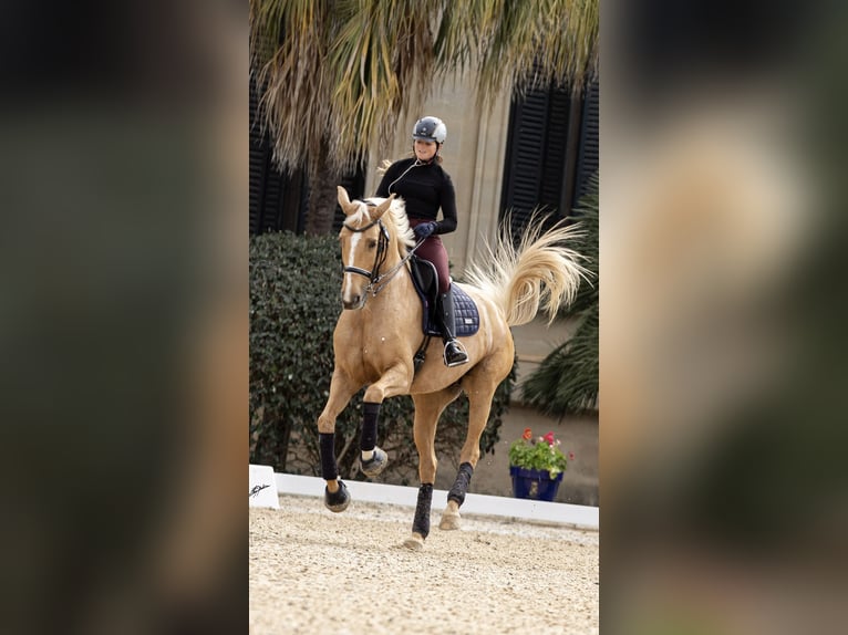 Brandeburghese Giumenta 9 Anni 175 cm Palomino in Turis