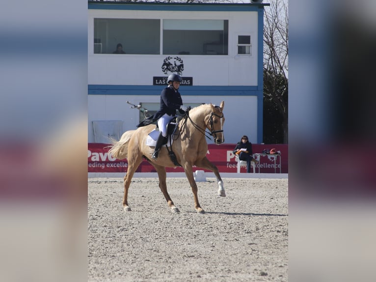 Brandeburghese Giumenta 9 Anni 175 cm Palomino in Turis