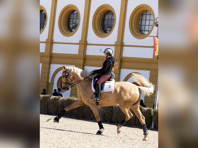 Brandeburghese Giumenta 9 Anni 175 cm Palomino in Turis