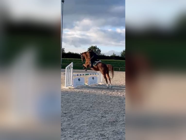 Brandemburgués Caballo castrado 11 años Alazán in Villingen-Schwenningen