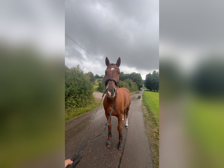 Brandemburgués Caballo castrado 11 años Alazán in Villingen-Schwenningen