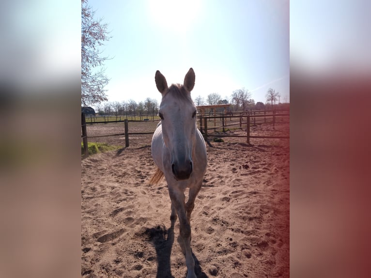 Brandemburgués Caballo castrado 13 años 169 cm Tordo rodado in Großbeeren