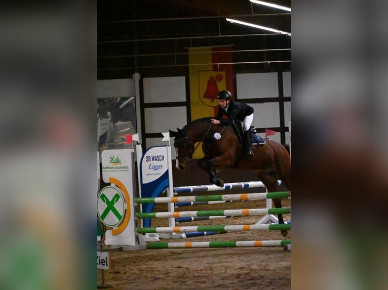 Brandemburgués Caballo castrado 17 años 165 cm Castaño in Lüdinghausen