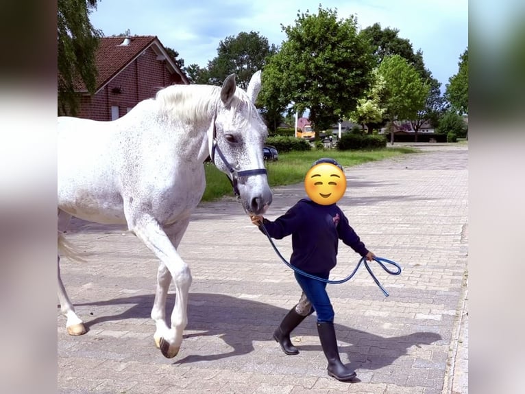 Brandemburgués Caballo castrado 17 años 169 cm Tordo in Herzlake