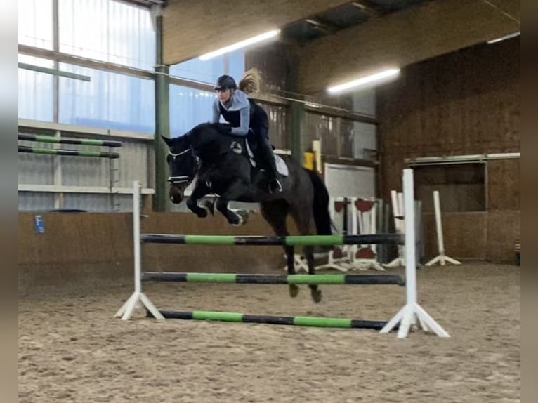 Brandemburgués Caballo castrado 19 años 164 cm Castaño in Gro&#xDF; Ippener