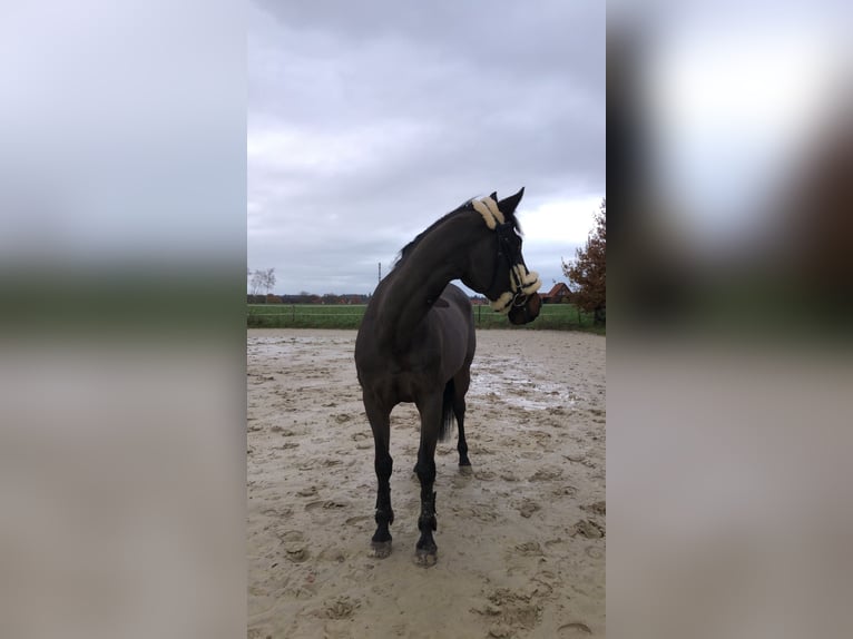 Brandemburgués Caballo castrado 19 años 164 cm Castaño in Gro&#xDF; Ippener
