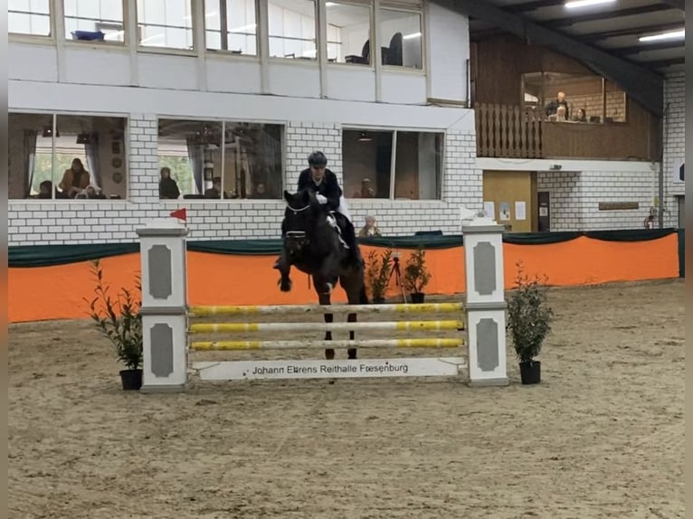 Brandemburgués Caballo castrado 19 años 164 cm Castaño in Gro&#xDF; Ippener