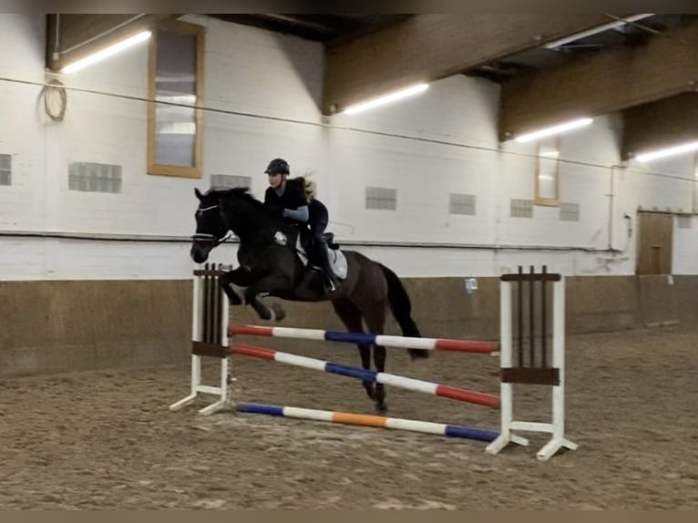 Brandemburgués Caballo castrado 19 años 164 cm Castaño in Gro&#xDF; Ippener