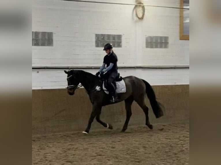 Brandemburgués Caballo castrado 19 años 164 cm Castaño in Gro&#xDF; Ippener
