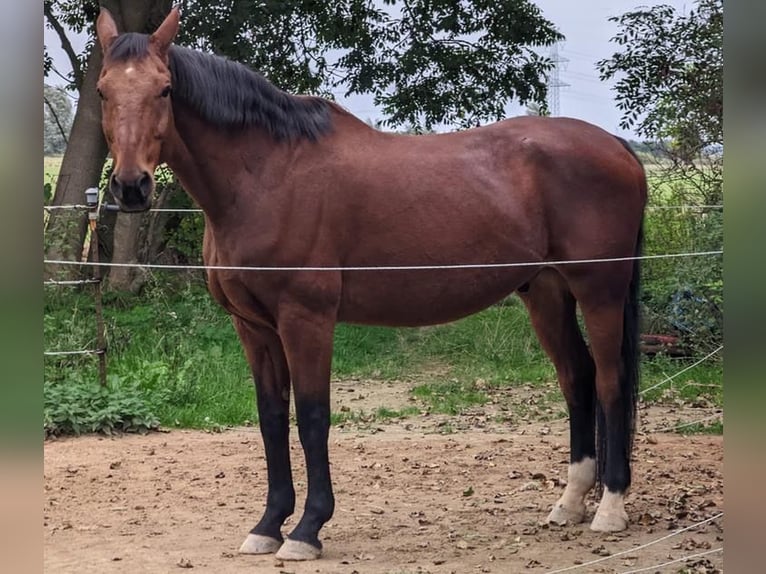 Brandemburgués Caballo castrado 22 años 176 cm in Niebüll