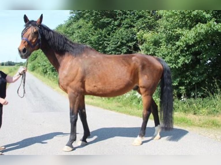 Brandemburgués Caballo castrado 22 años 176 cm in Niebüll