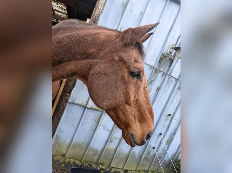 Brandemburgués Caballo castrado 23 años 176 cm in Niebüll