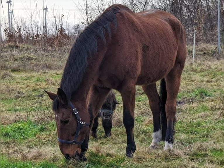 Brandemburgués Caballo castrado 23 años 176 cm in Niebüll