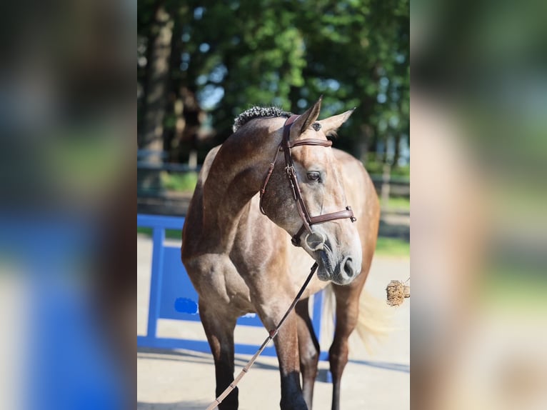 Brandemburgués Caballo castrado 4 años 172 cm Tordo in Altenberge