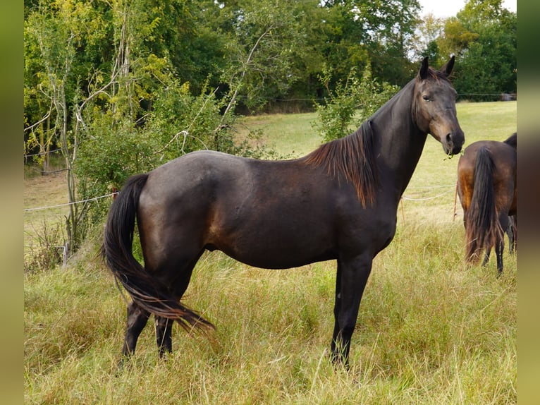 Brandemburgués Caballo castrado 5 años 163 cm Morcillo in Magdeburg