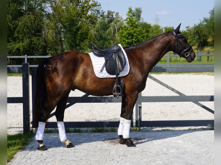 Brandemburgués Caballo castrado 5 años 166 cm Castaño oscuro in Magdeburg