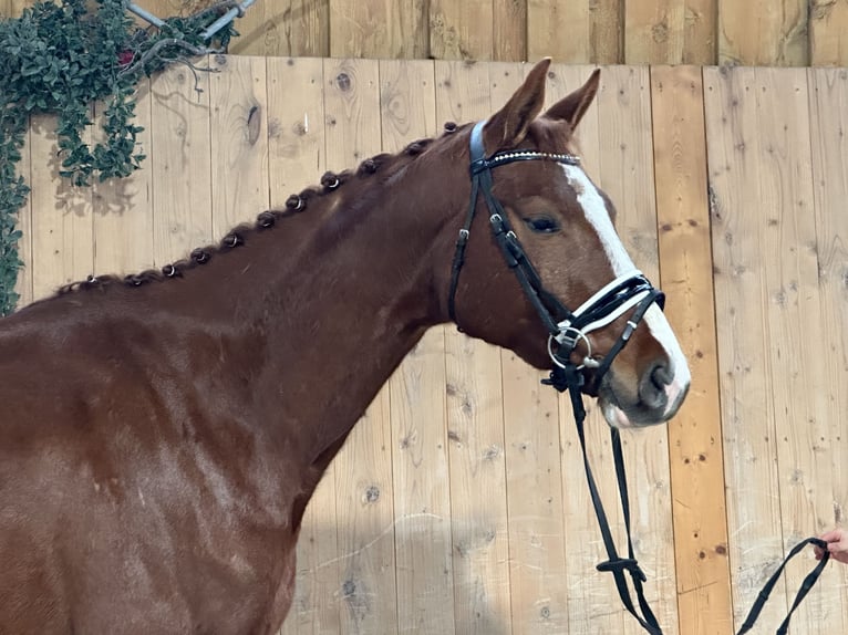 Brandemburgués Caballo castrado 5 años 168 cm Alazán in Riedlingen