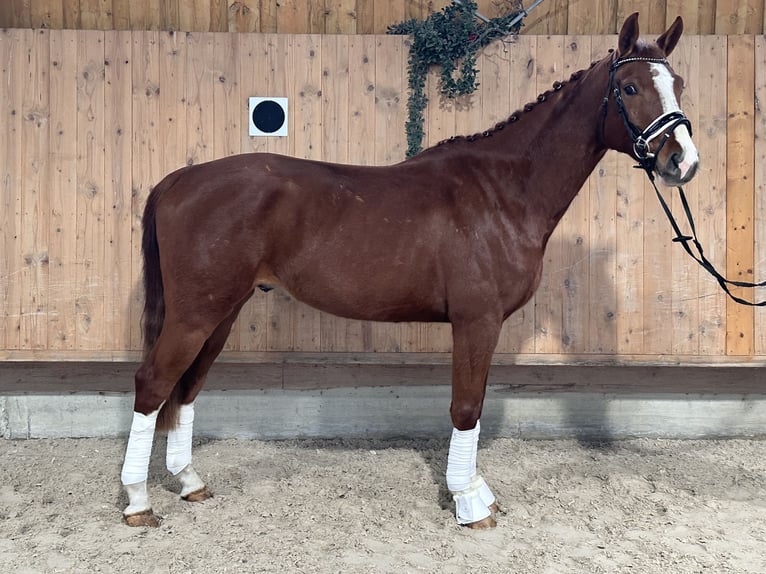 Brandemburgués Caballo castrado 5 años 168 cm Alazán in Riedlingen