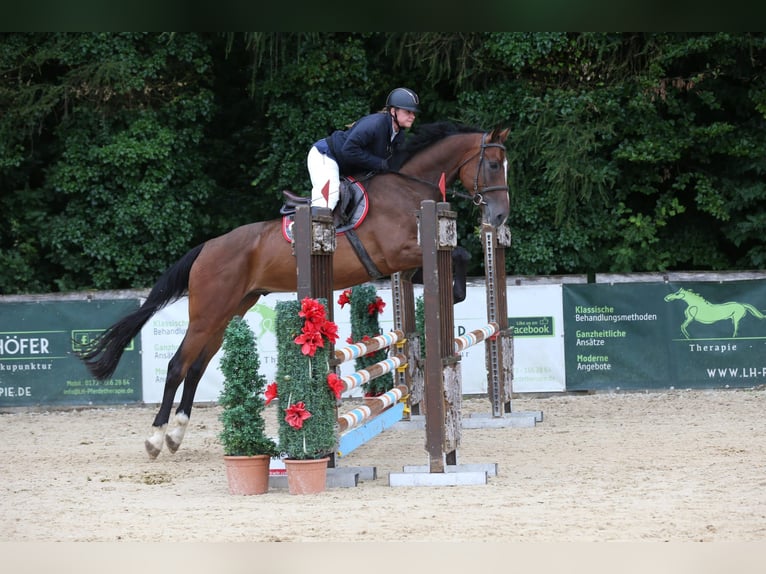 Brandemburgués Caballo castrado 5 años 172 cm Castaño in Tiefgraben