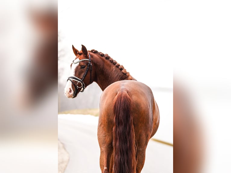 Brandemburgués Caballo castrado 5 años 173 cm Alazán in Gleichen