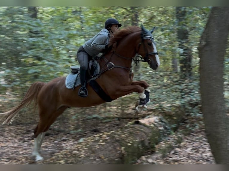 Brandemburgués Caballo castrado 6 años 165 cm Alazán in Pulheim