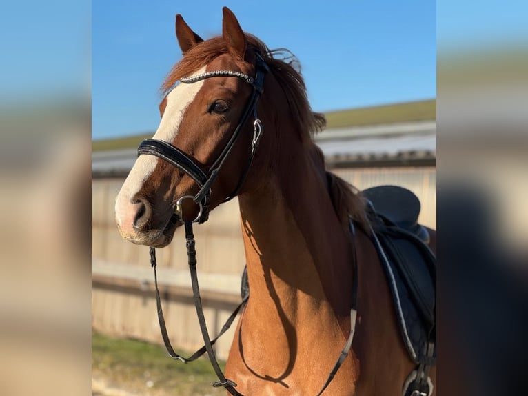 Brandemburgués Caballo castrado 6 años 165 cm Alazán in Pulheim