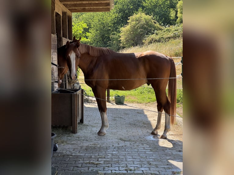 Brandemburgués Caballo castrado 6 años 166 cm Alazán in Pulheim
