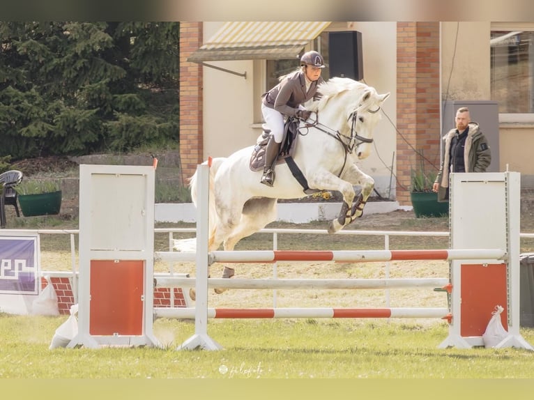 Brandemburgués Caballo castrado 7 años 174 cm Tordo in Altentreptow