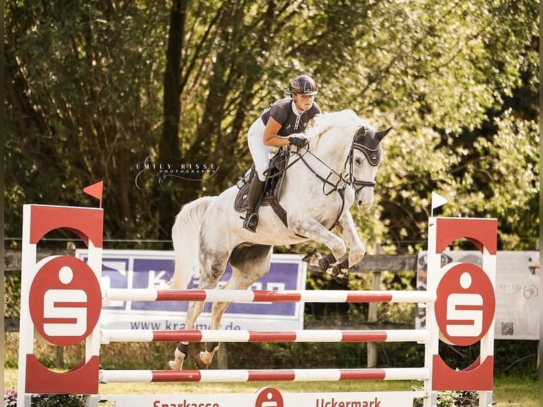 Brandemburgués Caballo castrado 7 años 174 cm Tordo in Altentreptow
