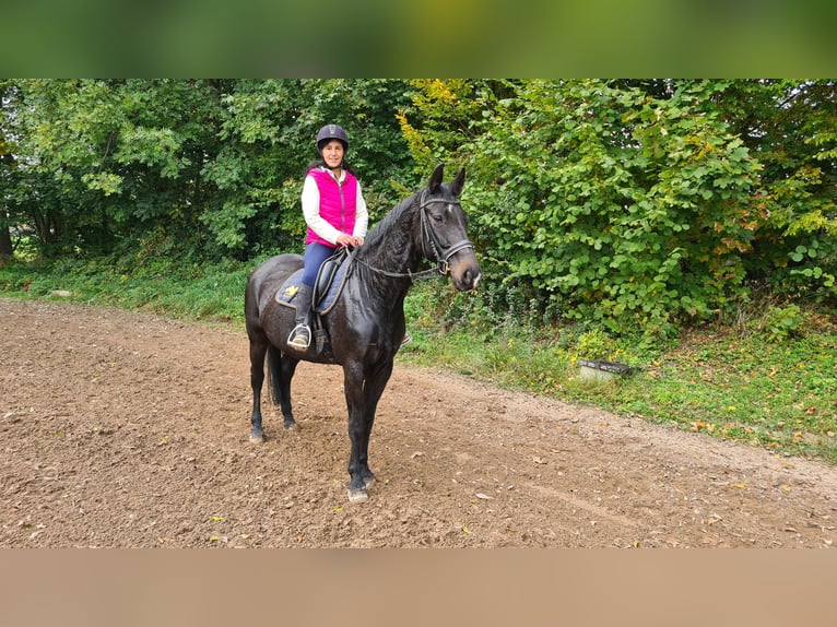 Brandemburgués Yegua 14 años 163 cm Negro in Neuburg an der Donau