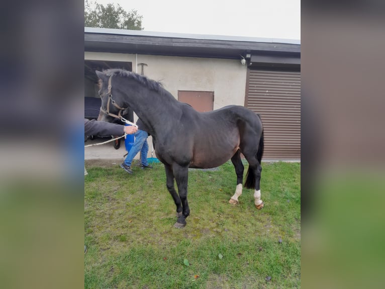 Brandemburgués Yegua 18 años 165 cm Castaño oscuro in Karstädt