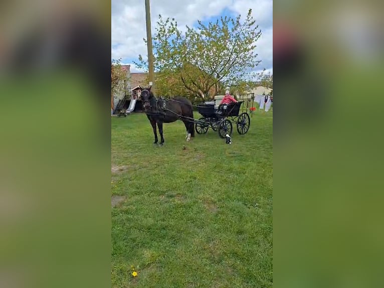 Brandemburgués Yegua 18 años 165 cm Castaño oscuro in Karstädt