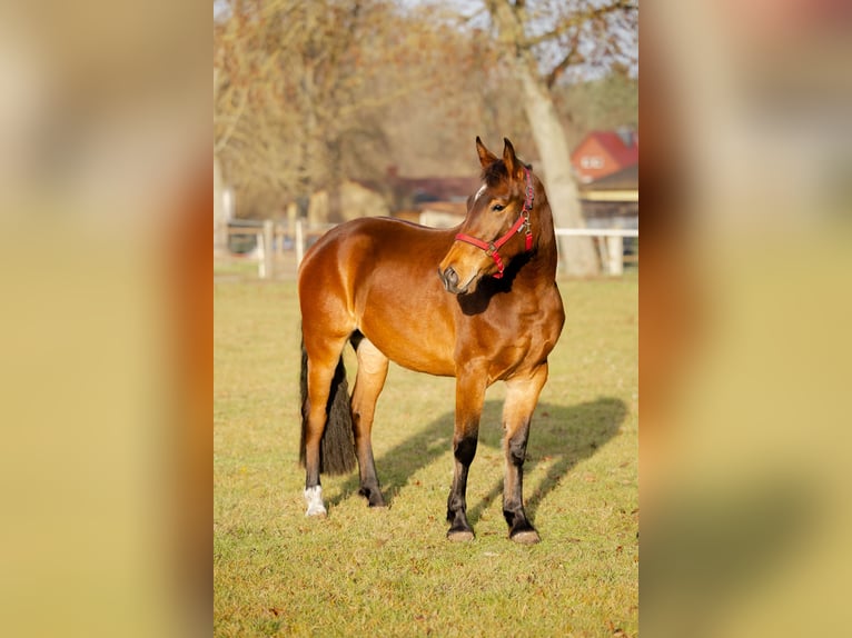 Brandemburgués Mestizo Yegua 3 años 164 cm Castaño in Schwedt/Oder