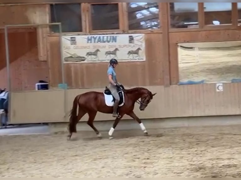 Brandemburgués Yegua 4 años 168 cm Alazán in Tiefgraben