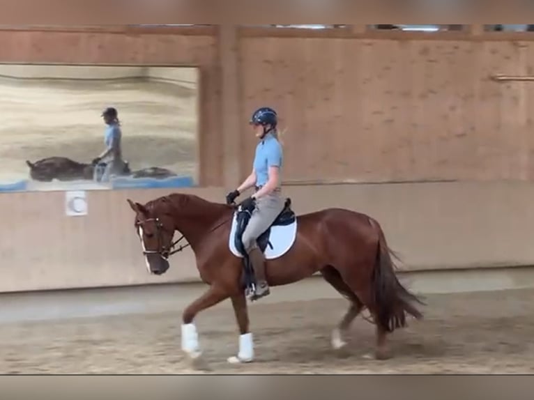 Brandemburgués Yegua 4 años 168 cm Alazán in Tiefgraben