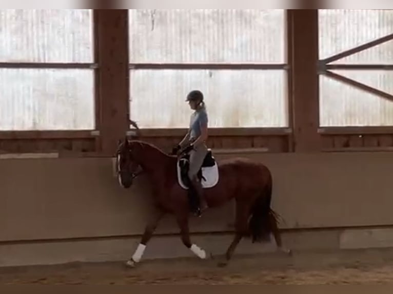 Brandemburgués Yegua 4 años 168 cm Alazán in Tiefgraben