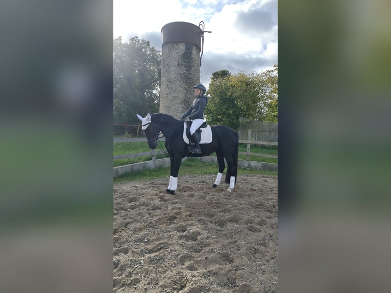 Brandemburgués Yegua 5 años 163 cm Negro in Groß Kreutz